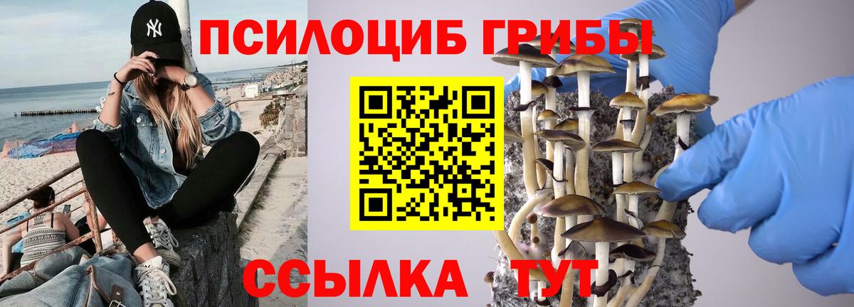 Майкоп  купить наркоту  Вход с VPN  Галлюциногенные грибы Psilocybe 